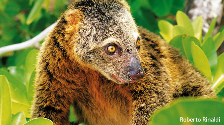 De nombreuses espèces animales comme l'ailurops sont menacées