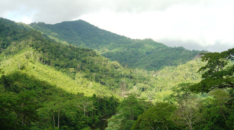 Une vallée et ses forêts tropicales humides