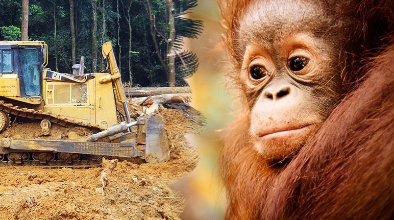 La forêt tropicales et l'habitat de l'orang-outan sont détruits pour l'huile de palme Photomontage : un orang-outan regarde impuissant un bulldozer détruire la forêt tropicale