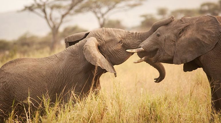 Deux éléphants tête contre tête dans un rapport affectueux. Celui de gauche caresse la tête de celui de droite avec sa trompe.