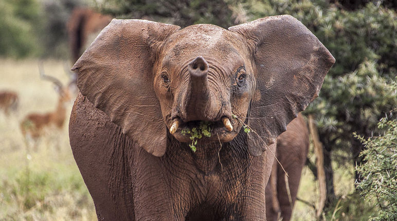 Un éléphanteau dans le Serengeti