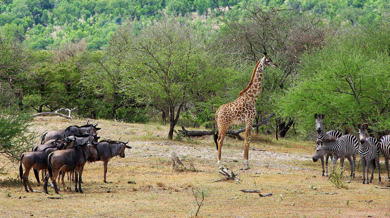 Gnous, girafe et zèbres autour d'un point d'eau dans la réserve de gibier de Selous
