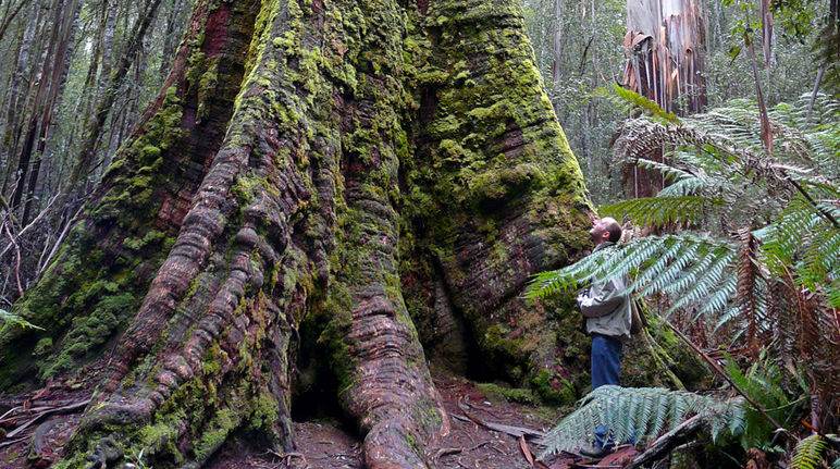 Un homme de profil au pied d’un arbre regarde vers le ciel, écrasé par l’immensité d’un eucalyptus géant