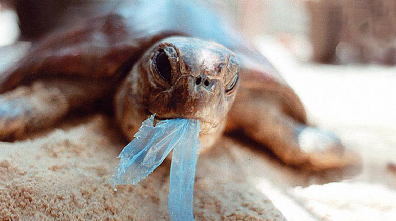 Une tortue est en train d’avaler un bout de sac en plastique bleu