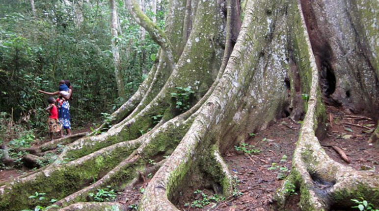 Arbre protégé dans la forêt de Mabira