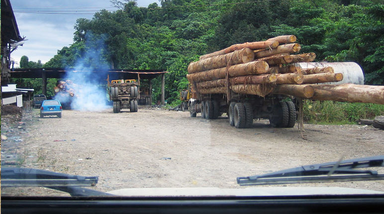 Camions transportant du bois coupé illégalement dans l'état de Sabah en Malaisie Un camion avec un chargement de troncs d'arbres coupés roule sur une route en terre au milieu de la forêt