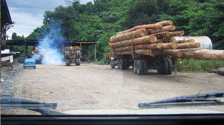 Un camion avec un chargement de troncs d'arbres coupés roule sur une route en terre au milieu de la forêt