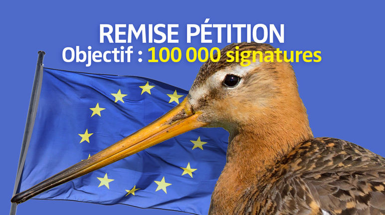 La disparition des prairies pour les cultures industrielles menace de nombreuses espèces d’oiseaux Photomontage : une barge à queue noire (Limosa limosa) devant le drapeau de l'Union européenne