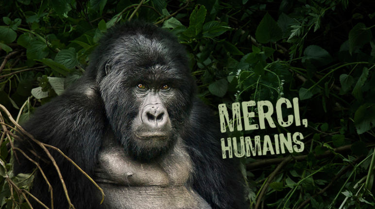 …pour la préservation de ma magnifique forêt Une photo de gorille sur laquelle est écrit « Merci, humains »