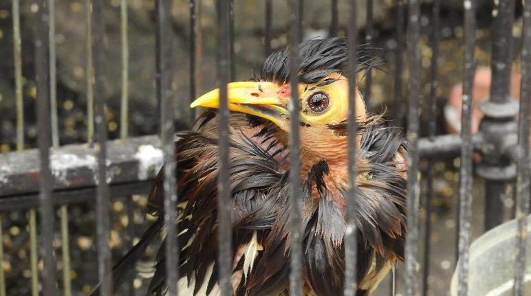 Les oiseleurs sont complices de la disparition de nombreuses espèces Le commerce des oiseaux rares participe à la disparition de nombreuses espèces.