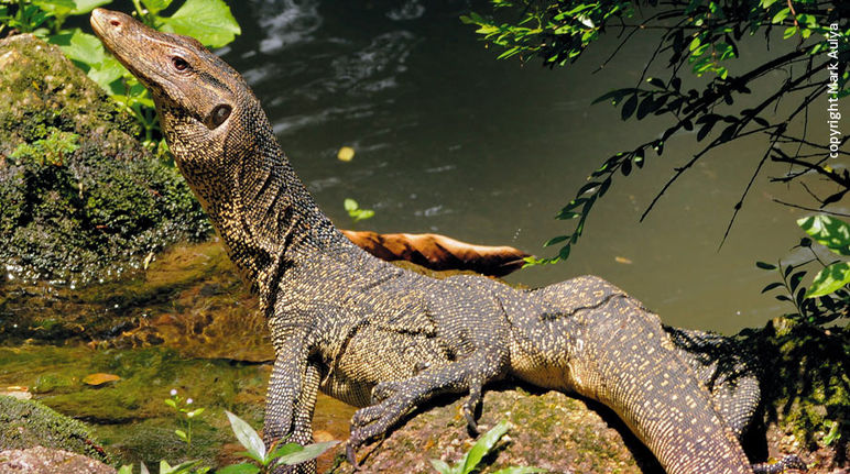 un varan malais de profil dans la forêt tropicale d'Indonésie