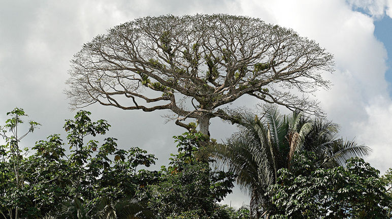 Vue sur la canopée à l’intérieur du Parc national Yasuni en Equateur