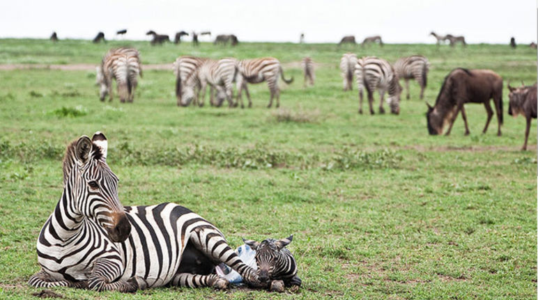 Une mère zèbre et son poulain, dont les vies seraient en danger si une route venait à traverser le Serengeti. (Photo : Xavier Surinyach Mateu) Allongés dans l'herbe : une mère zèbre et son petit poulain blotti contre elle