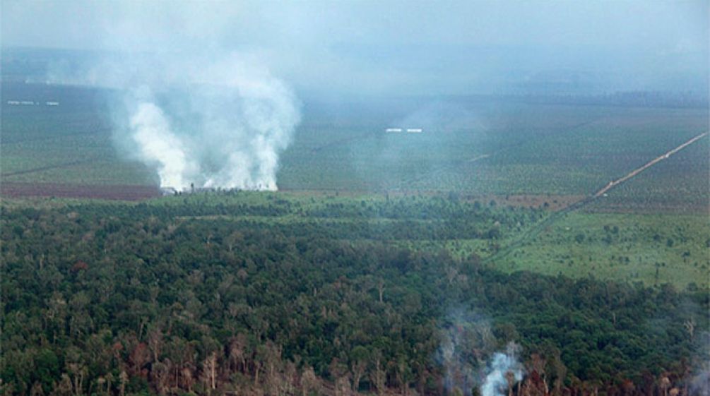 Vue aérienne d’un paysage composé de tourbières en train d’être incendiées et de cultures d’huile de palme en arrière plan