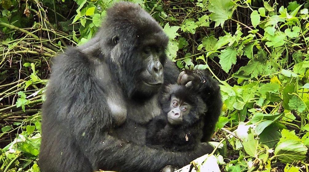 Dans une clairière, une gorille femelle tient son bébé dans ses bras