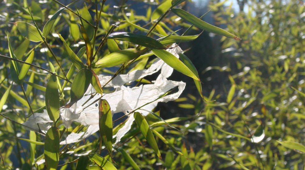 Un sac en plastique accroché à un arbre