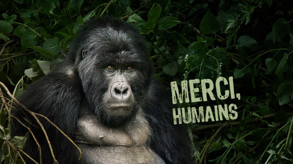 Une photo de gorille sur laquelle est écrit « Merci, humains »