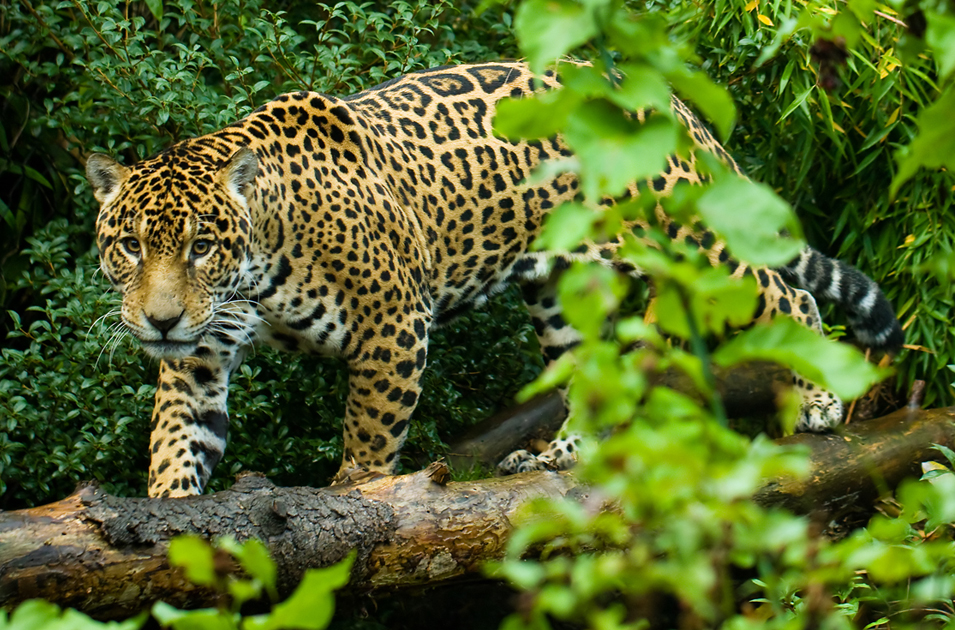 RÃ©sultat de recherche d'images pour "les animaux de la foret"