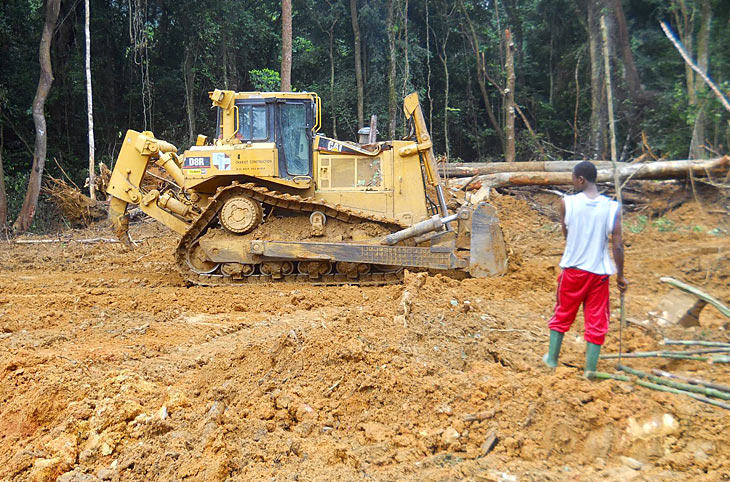 Cameroun: Un projet de palmeraie menace la forêt tropicale et ses ...