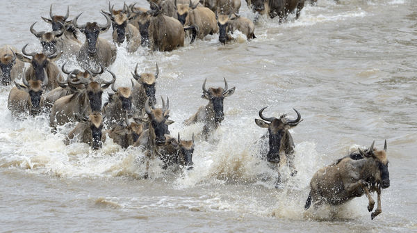 Gnou en traversant la Rivière Mara