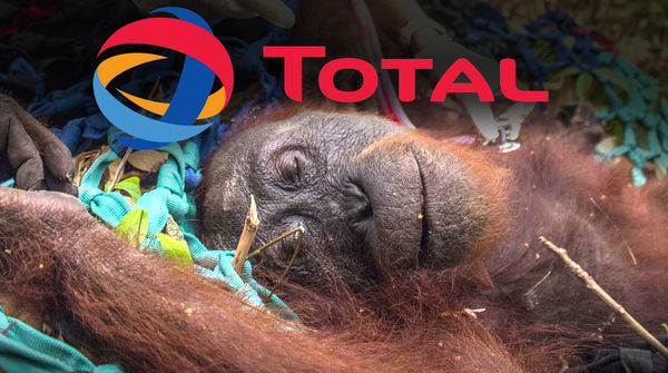 Orang-outan agonisant avec le logo deTotal