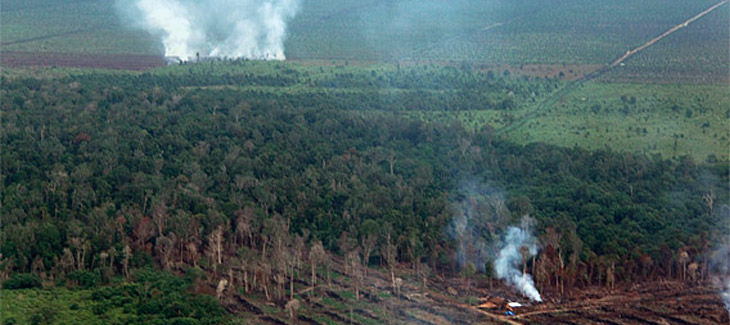 Vue aérienne d’un paysage composé de tourbières en train d’être incendiées et de cultures d’huile de palme en arrière plan