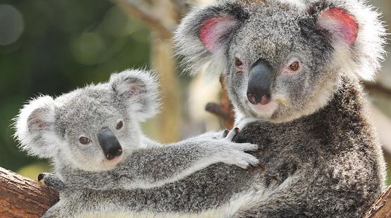 Cri à l'aide des koalas en Australie Australische-koalas-aktion