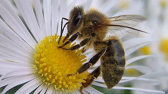 Une abeille est en train de butiner une fleur