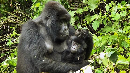 Protection animale...TOUTES LES PETITIONS ! - Page 6 Kongo-virunga-np-gorilla-baby