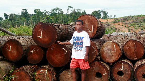Stoppons la mafia de l'huile de palmes Nordin-ioi-baumstaemme-2