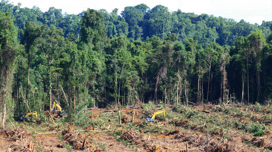 Des excavateurs sont en train de défricher une forêt (encore intacte à l’arrière plan) dans la province de Papua en Indonésie