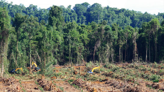 Des excavateurs sont en train de défricher une forêt (encore intacte à l’arrière plan) dans la province de Papua en Indonésie