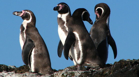 Gros plan sur un groupe de manchots de Humboldt au Chili