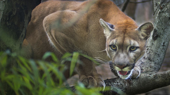 Un puma faisant le guet sur une branche en Amérique