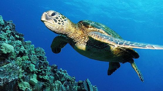 Photo subaquatique d'une tortue marine nageant dans une eau d'un bleu profond et intense