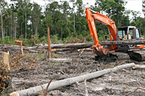Abholzung in Kalimantan